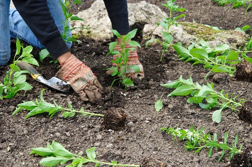 Thriving Limehouse garden maintained by professional gardeners